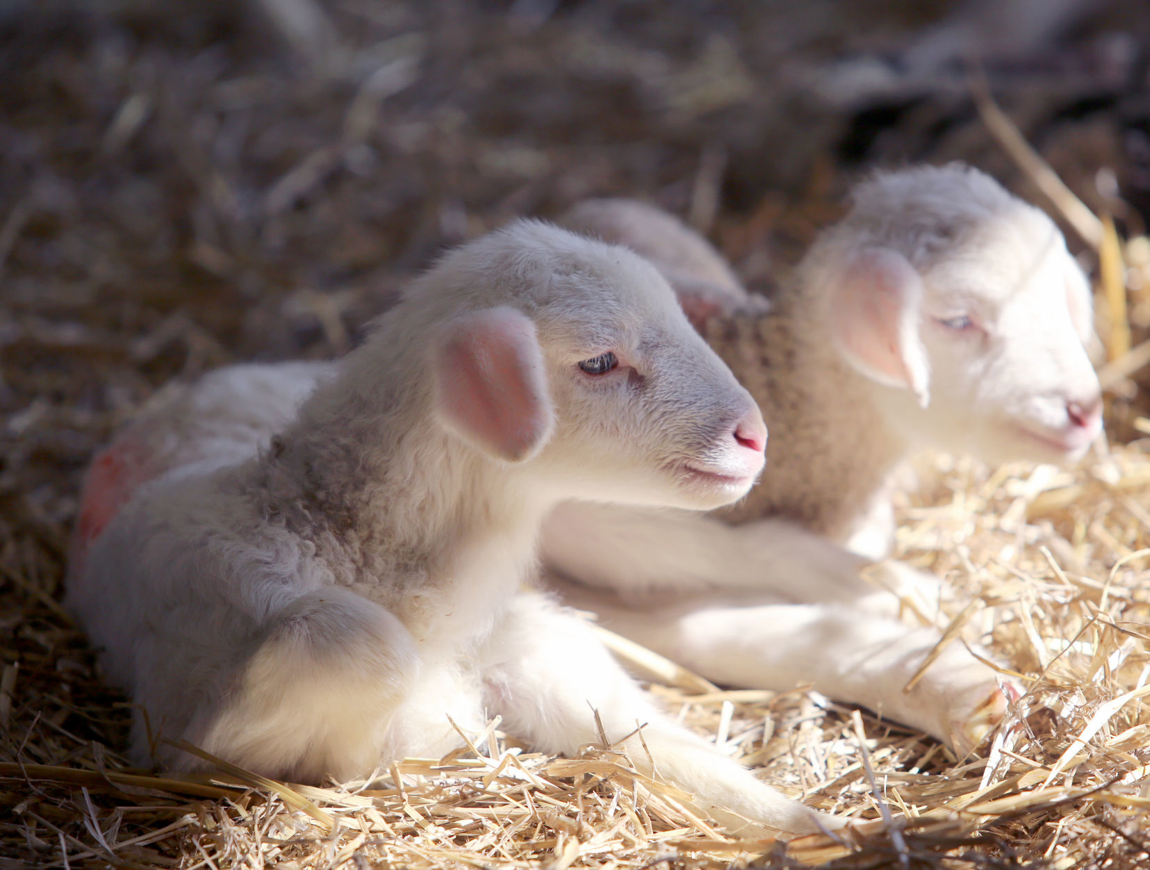 Sheep Farm